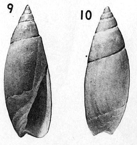 Type figures of Olivella gracilis ternuculata Weisbord, 1962. Pliocene. Lower Mare formation, Quebrada Mare Abajo, Venezuela