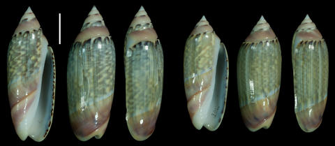 RV 0620a-b. Indonesia, N of Jakarta, Java, Pulau Rambut, depth 3 m, in sand and rubble, March 1985. Scale bar is 1 cm