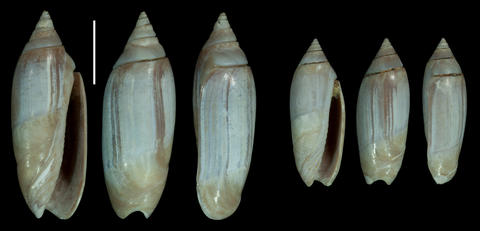 RV 6745a-b. Indonesia, W Java, Pandeglang, Bojong, alt. 40 m. Late Pliocene/Early Pleistocene. Scale bar is 1 cm