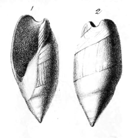Type figures of Ancillaria glandina Deshayes, 1835. Eocene. Courtagnon and Senlis, France.