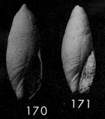Type figures of Amalda komata Maxwell, 1975. Eocene. Kapua Tuffs, Waihao R. (Kaiatan), New Zealand.