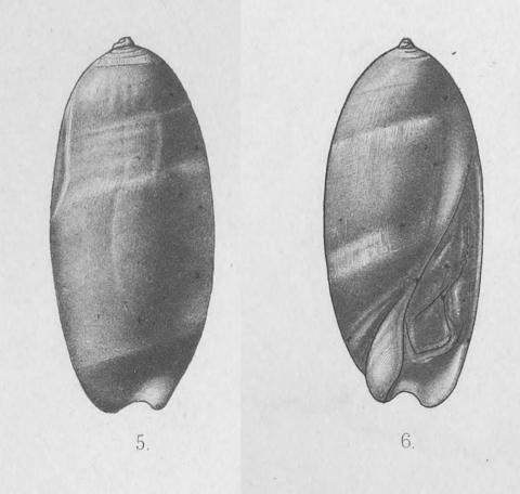 Annandale & Stewart, 1908: Pl. 20 figs. 5-6. Type figures of Ancilla alcocki Smith, 1906.