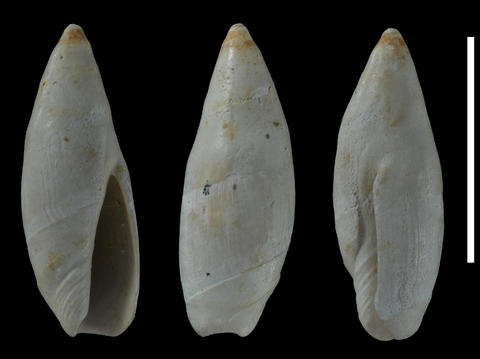 Lectotype MNHN F.J02853. Cuisian (Ypresian, Lower Eocene). Aizy-Jouy, Aisne, France