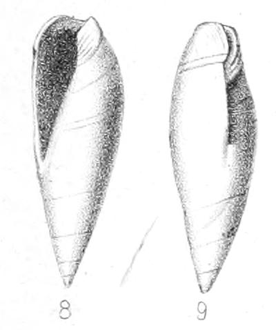 Type figures of Ancilla arenaria Cossmann, 1889. Eocene, Ypresian. Aizy, France.