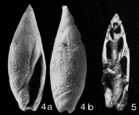 Type figures of Ancilla excavata Traub, 1989. Paleocene. Oichinger Schichter, Kroisbach, Switzerland.