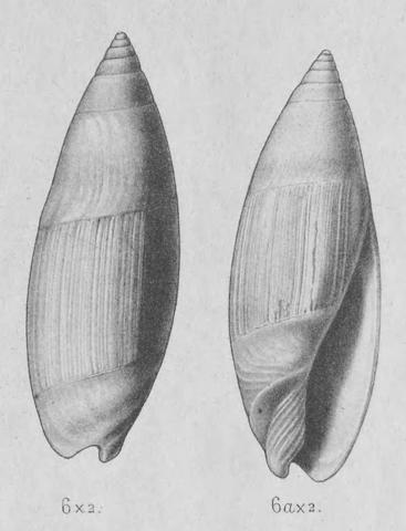 Annandale & Stewart, 1901: Pl. 11 figs. 6-6a. Type figures of Ancilla glans Smith, 1899.