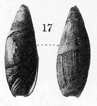 Type figures of Ancilla suavis Yokoyama, 1926. Pliocene. Shimomata, Shizuoka Prefecture, Japan.