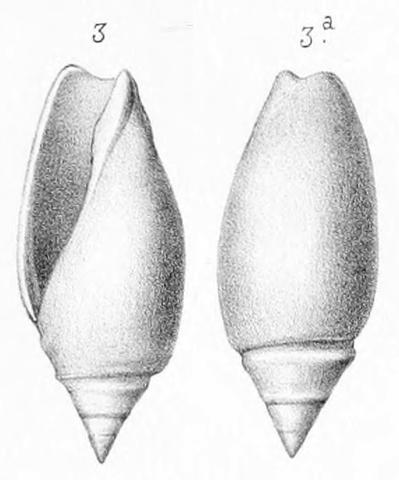 Type figures of Ancillaria excavata Cossmann, 1885. Eocene. St. Gobain, France.