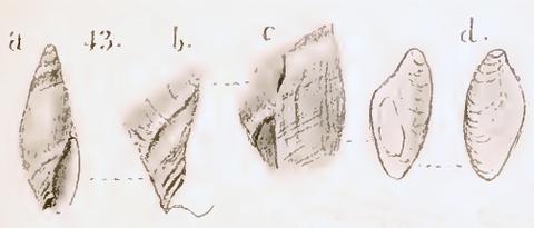 Type figure of Ancillaria longispira Strebel, 1908. Recent. Between South Georgia and Falklands, 50°19' S-50°50'W.
