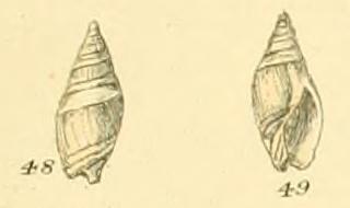 Type figures of Ancillaria novaezelandiae Sowerby, 1859. Recent. New Zealand.