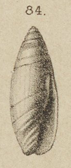 Type figure of Ancillaria nuda Martin, 1884. Lower Miocene. Ngembak, Java, Indonesia.