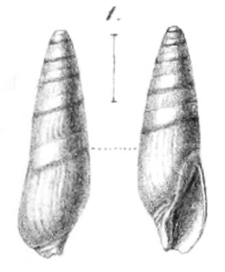 Type figures of Ancillaria pusilla Fuchs, 1877. Miocene. Austria, no type locality selected.