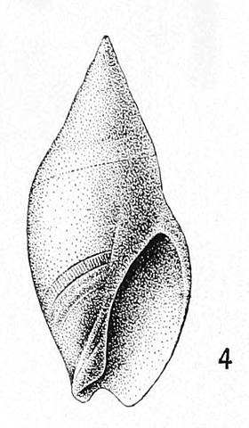 Type figure of Ancillaria shepardi Dall, 1890. Oligocene. Hillsboro Bay, Florida, USA.