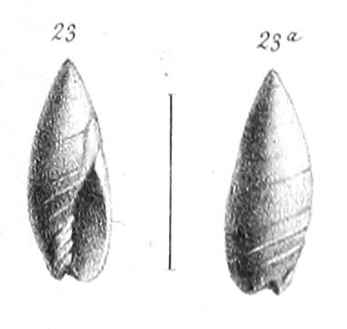 Type figures of Ancillaria spissa Rouault, 1850. Eocene, Ypresian. Bos d'Arros, Béarn, France.