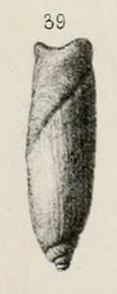 Type figure of Ancillarina apenninica Bellardi, 1882. Lower Miocene. Dego, Italy.