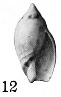 Type figures of Baryspira dyspetes Iredale, 1929. Recent. Sydney Harbour, New South Wales, Australia.