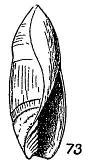 Type figure of Baryspira electa Marwick, 1929. Upper Oligocene. Chatton, 8 miles north of Gore, Southland, New Zealand.