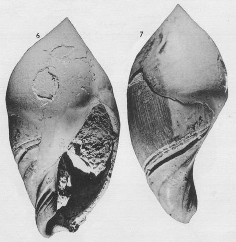 Holotype NZGS of Baryspira erica Olson, 1956. Pleistocene. Mangatahi Stream, New Zealand.
