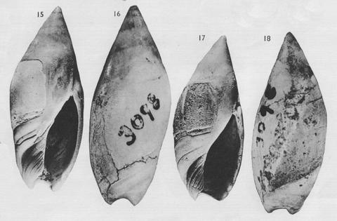 Holotype and paratype NZGS of Baryspira firthi Olson, 1956. Pleistocene. Livingstone Bridge, Rangitikei River, New Zealand.