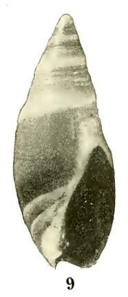 Type figure Baryspira fusiformis gaza Iredale, 1924. Recent. Merimbula, New South Wales, Australia.