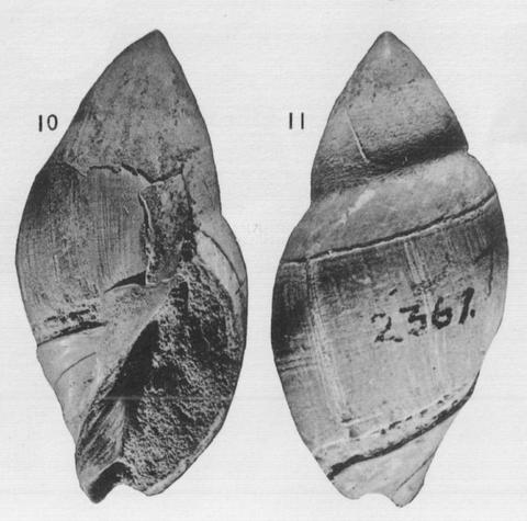 Holotype NZGS of Baryspira gulosa Fleming, 1943. Late Miocene. New Zealand. (Olson, 1956: Pl. 2 figs. 10-11).