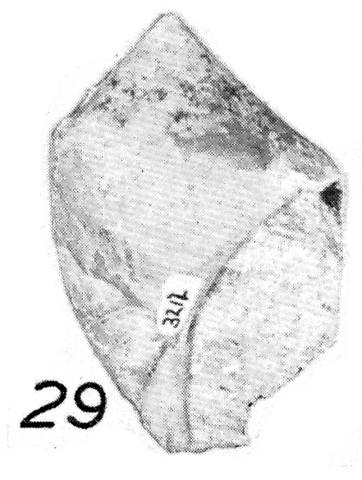 Type figure of Baryspira impi King, 1954. Miocene. Uloa, Zululand, South Africa.
