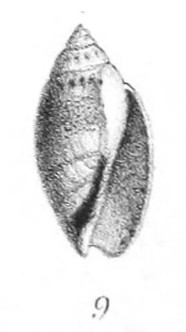 Type figure of Dactylidia petiti Jousseaume, 1884. Recent. Mayumba, Congo.