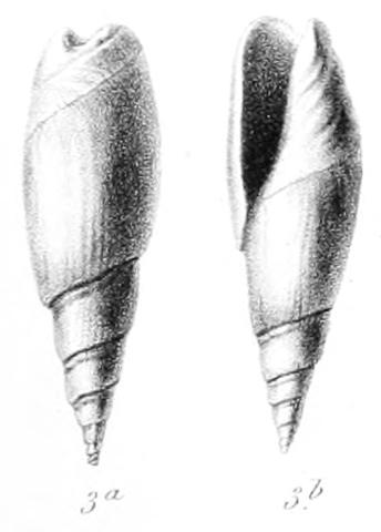 Type figures of Oliva acuta Briart & Cornet, 1871. Eocene, Lutetian. Mons, Belgium.