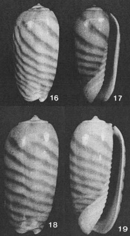 Type figures of Oliva baileyi Petuch, 1979. Recent. Russell Island, Solomon Islands.
