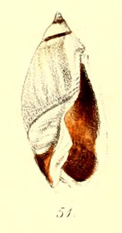 Type figure of Oliva contortuplicata Reeve, 1850. Recent. Senegal, West Africa.