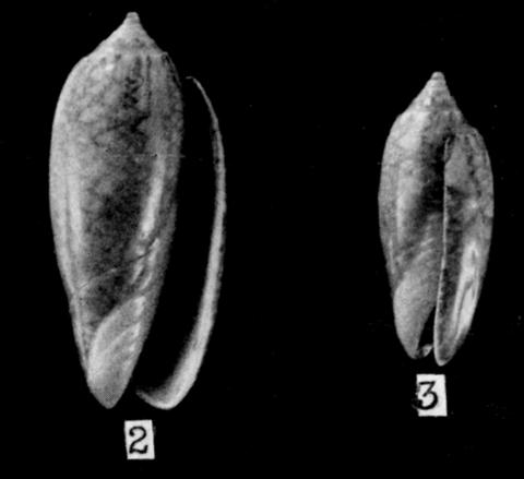 Type figures of Oliva drangai Schwengel, 1951. Recent. Pigeon Point, Tobago, British West Indies.