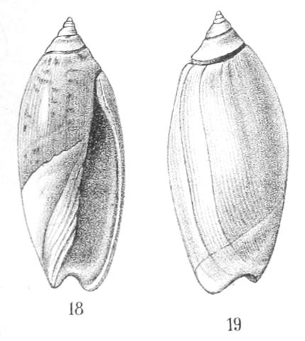Type figures of Oliva testacea var. griseoalba Von Martens, 1897. Recent. Mexico.