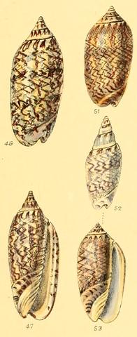 Type figures of Oliva olivacea Marrat, 1871. Recent. Figs. 51-53. Aspinwall, Bermuda.
