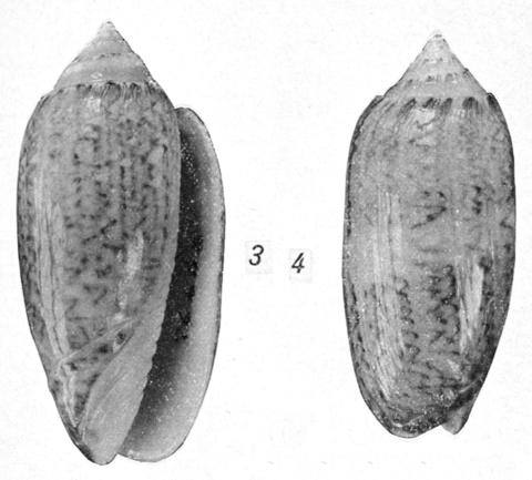 Type figures of Oliva reticularis bollingi Clench, 1934. Recent. Off Miami, Florida, USA.