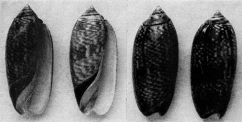 Type figures of Oliva tremulina forma oldi Zeigler, 1969. Recent. Bougainville Island, Solomon Islands.