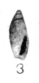 Type figure of Olivella boetica mexicana Oldroyd, 1921. Recent. Scammon's Lagoon, Lower California, Mexico.