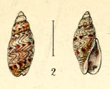 Type figures of Olivella exquisita Angas, 1871. Recent. Coodgee Bay, New South Wales, Australia.