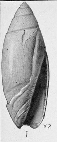 Type figure of Olivella juspidea gladeënsis Mansfield, 1931. Pliocene. Tamiami Form. Tamiami Trail, 42 mi W of Miami, Florida.