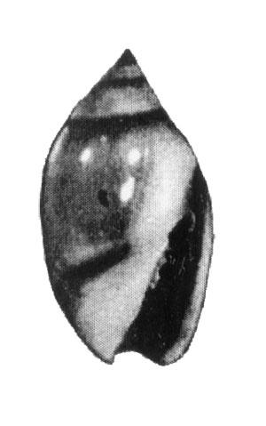 Type figure of Olivella kifos Macsotay & Campos Villarroel, 2001. Recent. Plataforma de Margarita, Venezuela.