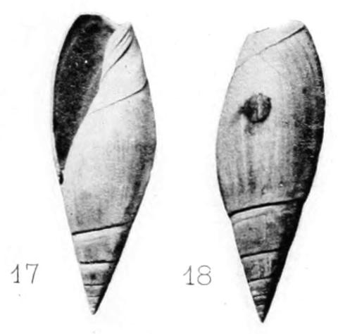 Type figures of Olivella oxyspira Cossmann, 1897. Eocene. Bois Gouët, France.
