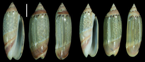 RV 6535a-b. Indonesia, Java, W coast, Serang, Karang Hantu, by divers, muddy sand, depth 5 m. Scale bar is 1 cm