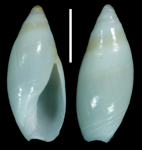 RV 6747. Brazil, Sao Paulo State, Santos, trawled, depth 100 m, by local fisherman, 1998. Scale bar is 5 mm