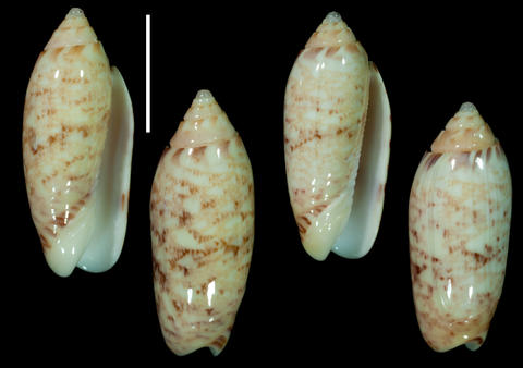 RV 6882a-b. Philippines, Aliguay Island, trawled, depth 50-150 m, sand and sandy mud bottom, January 2005. Scale bar is 1 cm