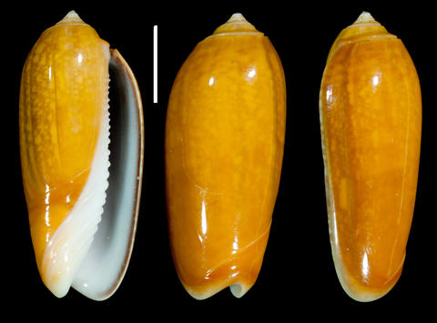 RV 7079. Philippines, Dinagat Islands province, Dinagat Island, by local fisherman, depth 3-5 m