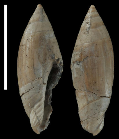 Paratype MNHN F.A33855. Priabonian, Upper Eocene. Biarritz, Pyrénées-Atlantiques, France