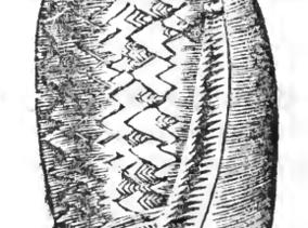 Type figure of Oliva panamensis Montfort, 1810. Recent. Panama.
